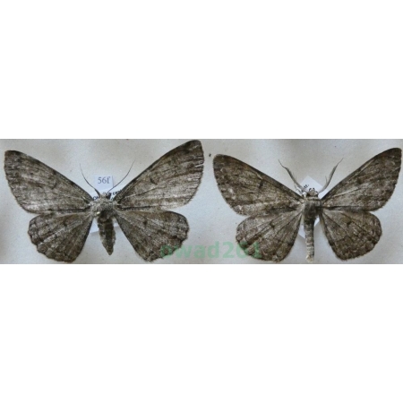 Hypomecis roboraria (Denis & Schiffermüller, 1775) pair Przylepek nadębek Czech56f